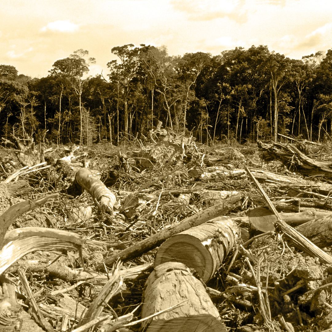 Researchers from DCC/UFMG and the United Kingdom improve study that can prevent deforestation in the Amazon rainforest